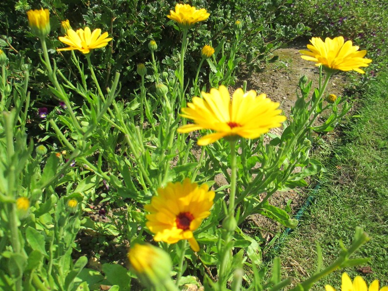 Pu&ograve; includere: Un primo piano di un gruppo di fiori di calendula gialli in fiore. I fiori sono circondati da fogliame verde.