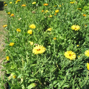 Pu&ograve; includere: Una vista ravvicinata di un'aiuola piena di fiori di calendula di colore giallo brillante in piena fioritura. I fiori sono circondati da un lussureggiante fogliame verde.