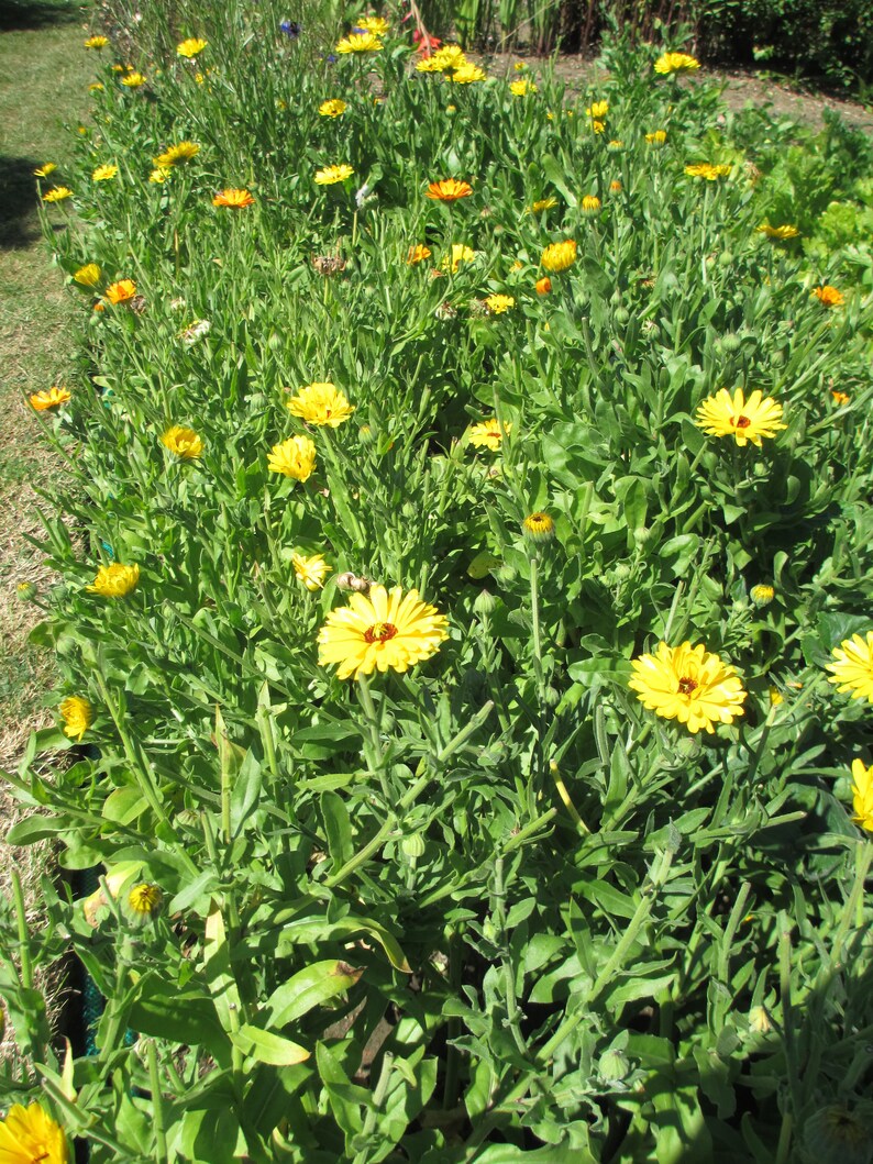 Pu&ograve; includere: Una vista ravvicinata di un'aiuola piena di fiori di calendula di colore giallo brillante in piena fioritura. I fiori sono circondati da un lussureggiante fogliame verde.
