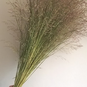 May include: A large bunch of dried pampas grass with long, feathery plumes. The grass is a light green colour and has a natural, rustic look.