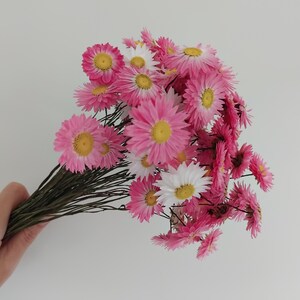 Organic dried pink and white Acroclinium flowers, Dried flower bunch,  Dried flower arrangements, Floral home decor, Craft projects,Eco home