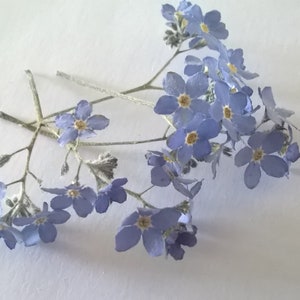 Dried flowers of Forget me not with stems, Dried Myosotis arvensis, Flowers for resin, Dried flowers for jewellery, Real dried small flowers