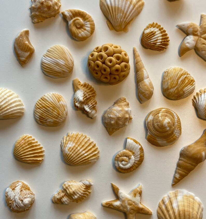 Edible Seashells in Natural Colours Etsy