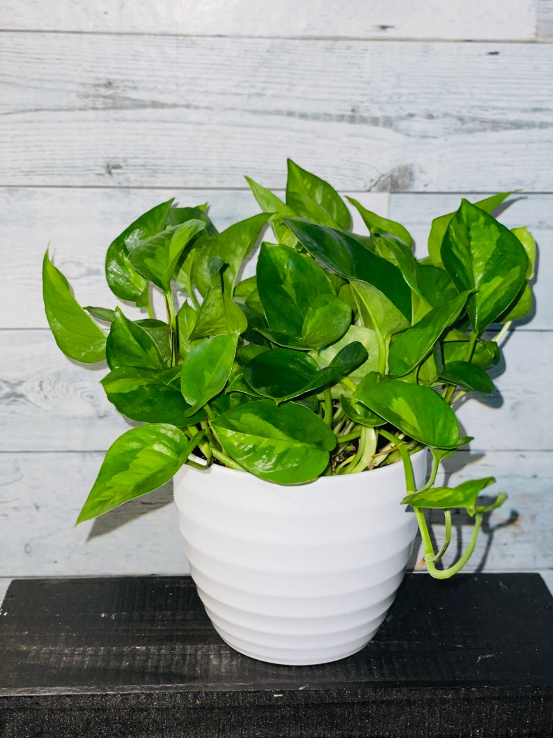 Rare Global Green Pothos Etsy