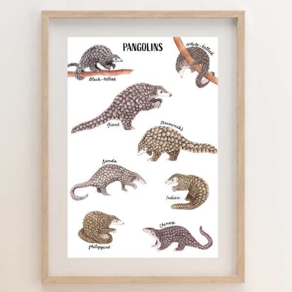 Pangolin species of the world A4 wall print | Sketch | Conservation charity donation | Safari art | Unique | Temminck's Ground pangolin