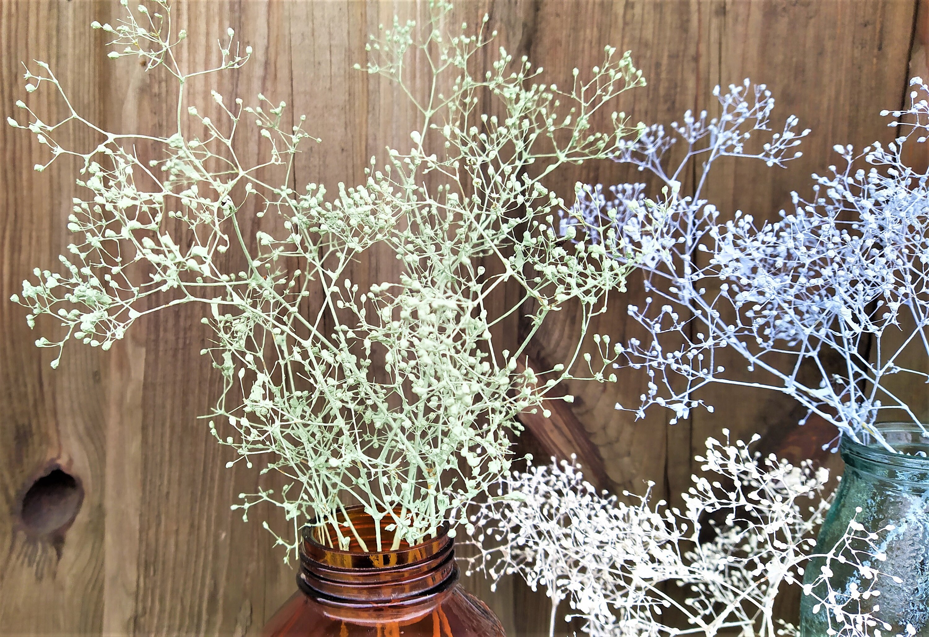 Painted Baby's Breath dry flowers of gypsophila vase Etsy