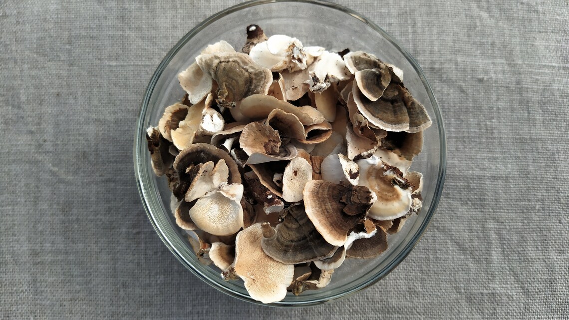 Dry Mushrooms 0407inch for Resin 50 Small Mushrooms Etsy