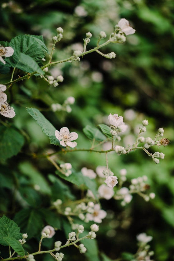 Berry Blooms Fort Steilacoom Park Washington Etsy