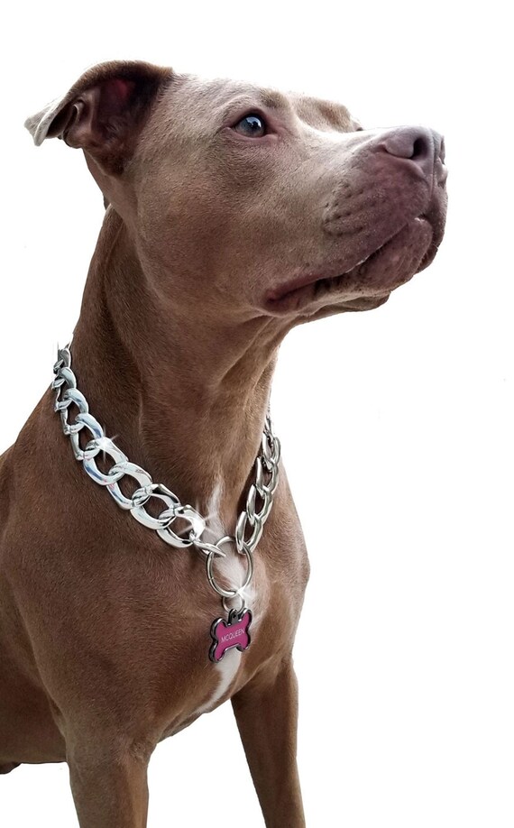 silver chain dog collar