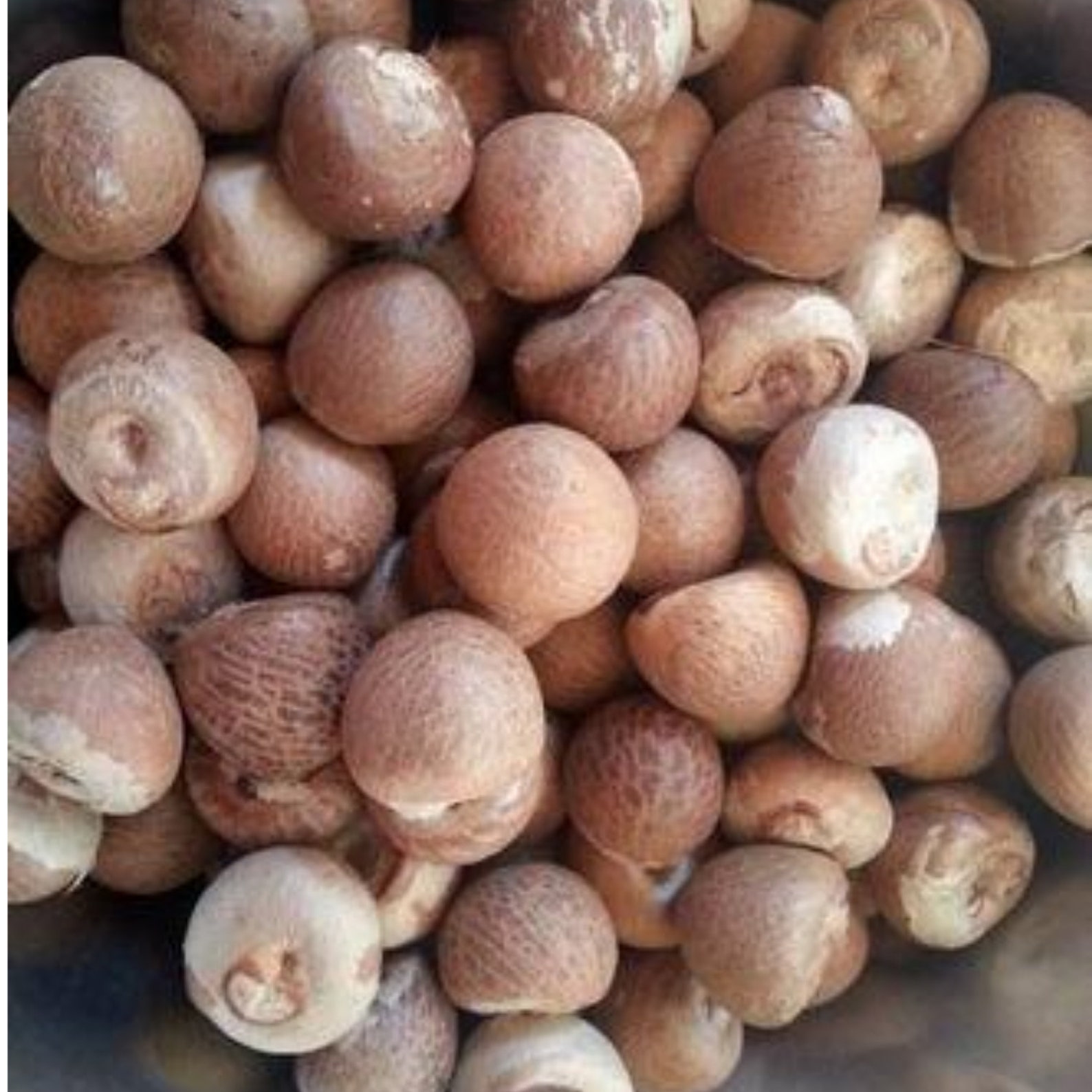 Ceylon Dried Betel Nuts Areca Nuts Organic Natural Sri Lanka Etsy