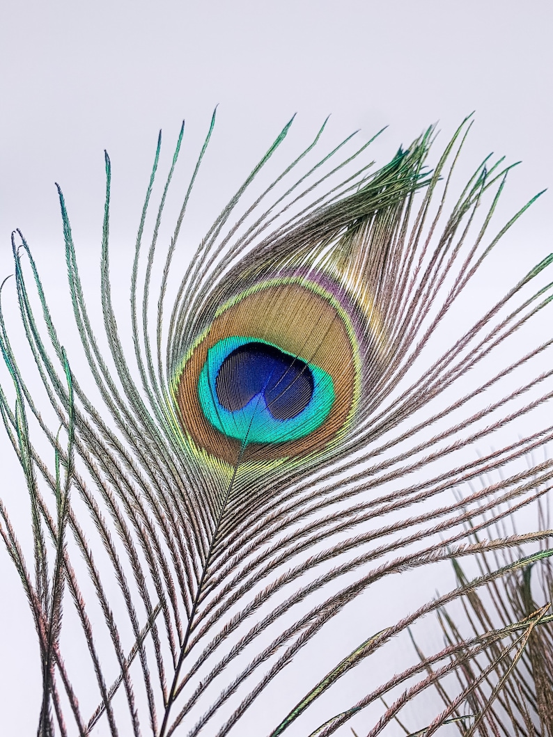 Pluma de pavo real pavo real pluma verde 100 cm de largo | Etsy