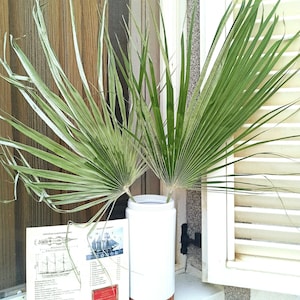 Natural Dried San Palm Leaves (2Pc),  Tropical Fan Palm Leaf, Natural Green Home Decor, Wedding Tropic Bouquet, Beach Decor, Palm Arch