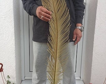 Large Dried Sago Palm Leaf (40"): Boho Wedding Arch Decor