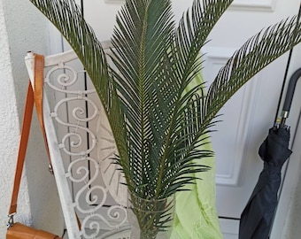 2 Stems Dried Palm Leaves, Organic Tropical Sago Palm Leaf, Natural Dry Home Decor, Wedding Tropic Bouquet, Tall Beach Decor, Wedding Arch