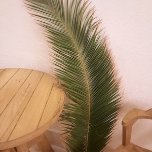 1 SUPER LARGE PALM 4,2Ft, Natural Dried Date Palm, Organic Dry Fronds Palm for Home Decor, Tropic Arrangement, Beach Wedding, Palm Backdrop