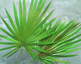 Dyed Green Sun Palm Leaf, Dried Palm Frond, Florist Supply, Event Styling