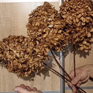 Può includere: Teste di fiori di ortensia marroni essiccate. L'immagine mostra diverse grandi teste di fiori di ortensia essiccate con steli marroni. I fiori sono tenuti da una persona. Lo sfondo è una superficie di legno marrone chiaro.