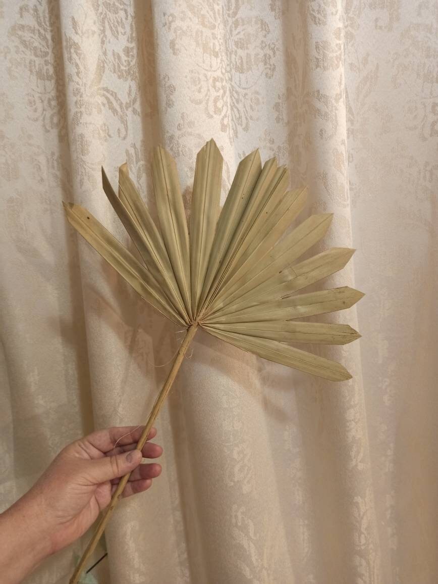 Dried Natural Palm LeavesONE1Stem Natural Color Home Etsy