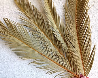 2 Stems Dried Sago Palm Leaves: Organic Tropical Rustic Wedding Table Decor
