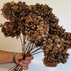 May include: A bouquet of dried hydrangea flowers in shades of brown. The flowers are arranged in a hand-held bunch with the stems visible.