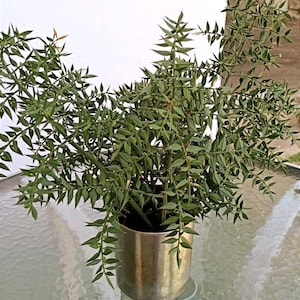 Dried Natural RUSCUS 3 Branches, Organic Wild Mountain Green Ruscus, Greenery Backdrop, Vase Filler, Rustic Table Design, Thorny Branches