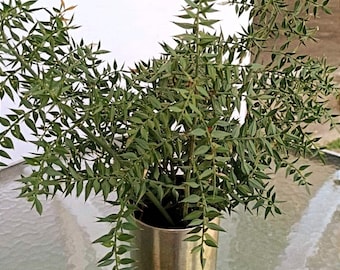 Dried Ruscus Branches: Natural Organic Greenery, Vase Filler