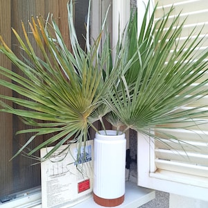 Natural Dried Fan Palm Leaf: Tropical Wedding Boho Decor