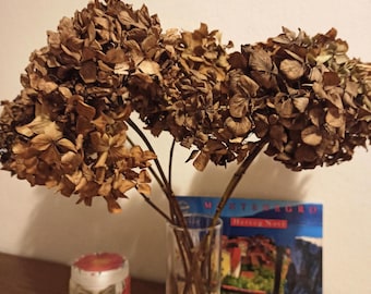 3 Stems Natural Dried Hydrangea: Brown Beige Floral Arrangement