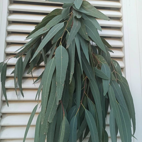 Fresh Organic Eucalyptus Bunch, Home Decor, Greenery for Wreath, Wedding Arch, Aroma Bouquet, Branches for Shower, Tropic Decor for Garland