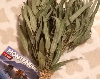 Dried Eucalyptus Bunch: Natural Fragrant Foliage, Organic Greenery