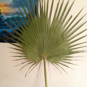 SUPER LARGE PALM Leaf, Natural Dried Date Palm, Dry Fronds for Vase, Organic Palm for Home Decor, Tropical Plant Tall Decor, Boho Wedding
