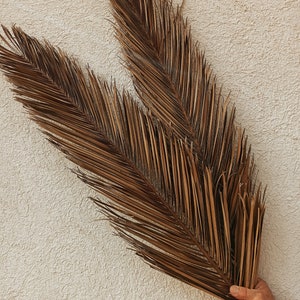 Antique Dried Date Palm Leaf 24&quot;, One(1) Frond, Wood-Earthen Tone, Organic Tropic Palm Leaf, Wedding Beach Decor, Palm Backdrop, Fall Design