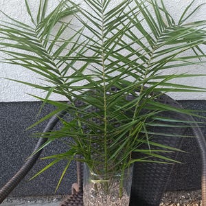 23&quot; Preserved Dried Date Palm Leaves 3 Stems, Dark Green, Organic Tropical Palm Arrangement, Natural Plant Dry Home Decor, Beach Wedding