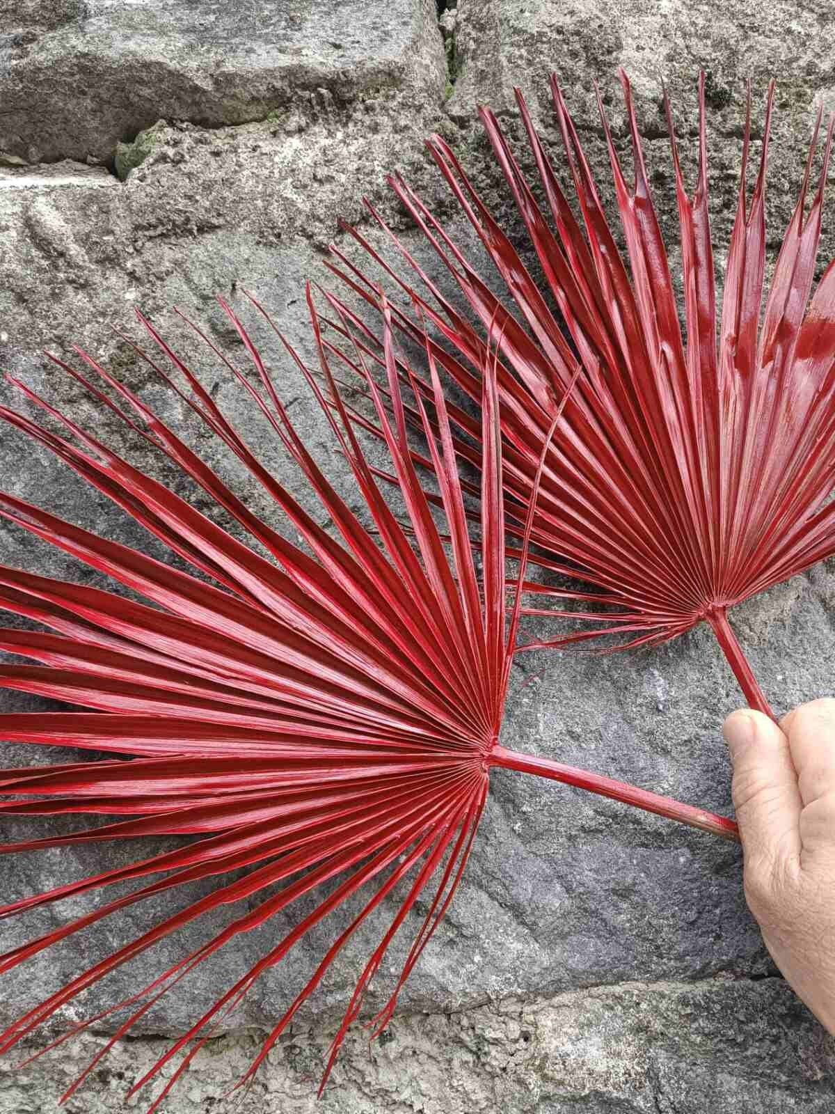 Dried Sun Palm Leaves 1 Leaf, Red Tropical Fan Palm Leaf, Natural Dry Home Decor, Wedding Tropic Bouquet, Beach Decor, Red Palm Christmas