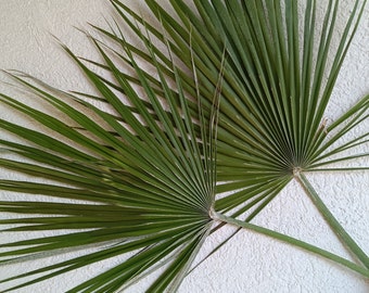 22" Dried Sun Palm Leaves 1St, Green Organic Tropical Fan Palm Leaf, Natural Dry Home Decor, Wedding Tropic Bouquet, Beach Decor, Palm Event