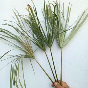 May include: Four green palm fronds with long, thin leaves are held in a hand. The fronds are tied together at the base.