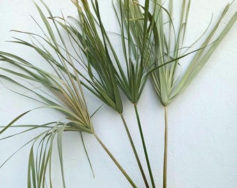 4 Folhas de Papiro Secas: 58 cm (23") Verde Bege Antigo, Decoração de Mesa Tropical