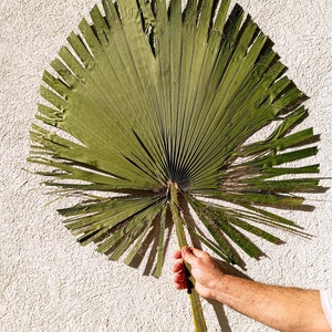 LUXORIOUS DRIED GREEN Palm Leaf 3,5Ft, Natural Date Palm, Frond for Vase, Organic Palm for Home Decor, Tropical Botanic Design, Boho Wedding