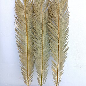 SELECTED Dried Palm Leaves 1 Stem, Organic Tropical Sago Palm Leaf, Natural Dry Home Decor, Wedding Tropic Bouquet, Beach Decor, Palm Event