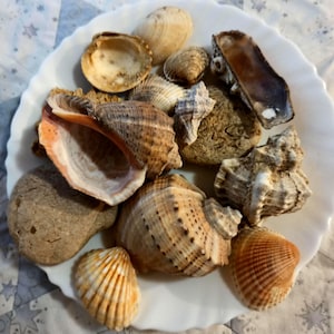 Könnte beinhalten: Eine Sammlung verschiedener Muscheln und zwei glatte, abgerundete Steine auf einem weißen Teller mit gewelltem Rand. Das Sortiment umfasst spiralförmige Muscheln, Muschelschalen und eine lange, dunkle, schmale Schale in natürlichen Beige- und Brauntönen.