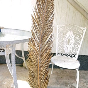 2 LARGE PALM 4.2 Ft, Natural Dried Date Palm, Organic Dry Fronds Palm for Home Decor, Tropical Plant Tall Arrangement, Boho Wedding Arch