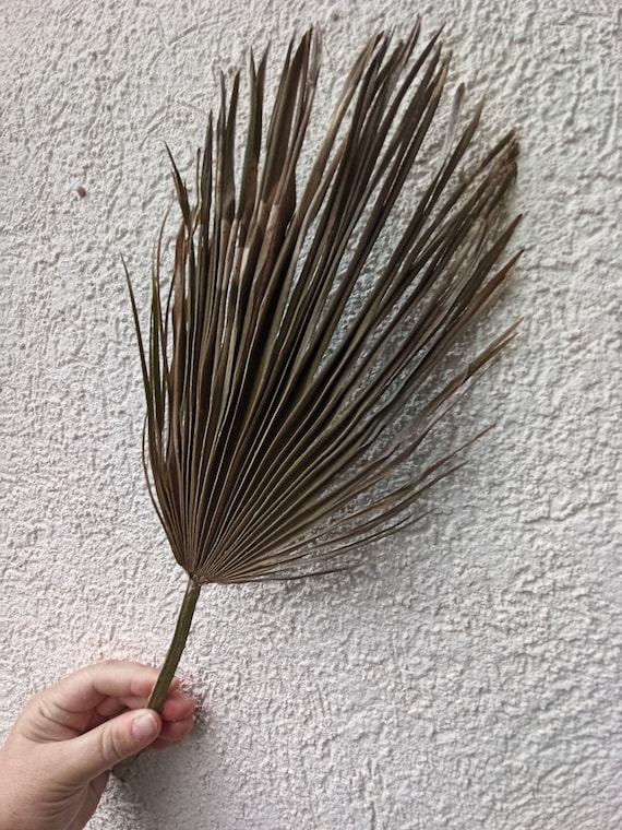 Getrocknete Fächerpalme: Natürliches tropisches Hochzeitsarrangement, Boho Home Decor