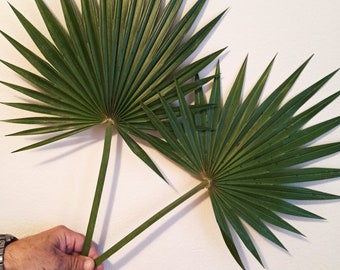 Dried Sun Palm Leaves 1Stem, Painted Green Organic Tropic Fan Palm Leaf, Natural  Home Decor, Wedding Tropic Bouquet, Beach Decor Palm Event