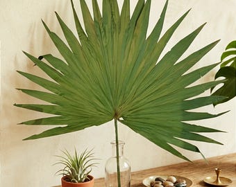 Light Green Painted Dried Sun Palm Leaves: Natural Tropical Boho Decor