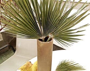 Dried Sun Palm Leaves: Old-Green Tropical Fan, Boho Wedding Decor
