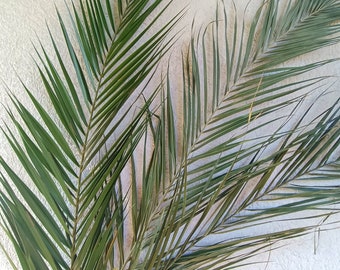 2 Stem Preserved Dried Date Palm Leaves 23" Green Organic Tropical Palm Leaf, Natural Dry Home Decor, Wedding Tropic Bouquet, Beach Party