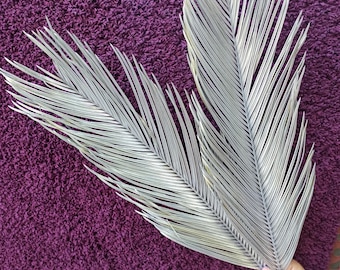 Silver Dried Sago Palm Leaves: Organic Tropic Bouquet, Home Decor