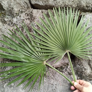 Dried Sun Palm Leaves 1St, Green Organic Tropical Fan Palm Leaf, Natural Dry Home Palm Decor, Wedding Tropic Bouquet, Beach Decor, Palm Arch