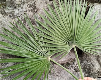 Dried Sun Palm Leaves 1St, Green Organic Tropical Fan Palm Leaf, Natural Dry Home Palm Decor, Wedding Tropic Bouquet, Beach Decor, Palm Arch