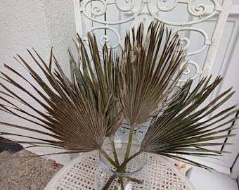 Dried San Palm Leaves (2 Stems): Organic Tropical Fan Brown Boho Table Decor